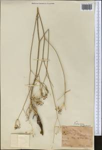 Galagania ferganensis (Korovin) M. G. Vassiljeva & Pimenov, Middle Asia, Western Tian Shan & Karatau (M3) (Kyrgyzstan)