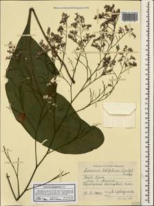 Limonium coriarium H.Arnaud, Crimea (KRYM) (Russia)