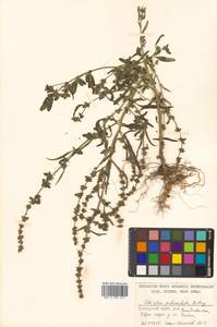 Atriplex subcordata Kitag., Siberia, Russian Far East (S6) (Russia)