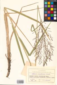 Glyceria arundinacea Kunth, Eastern Europe, South Ukrainian region (E12) (Ukraine)