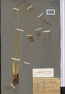 Juncus inflexus subsp. brachytepalus (V. I. Krecz. & Gontsch.) Novikov, Middle Asia, Western Tian Shan & Karatau (M3) (Uzbekistan)