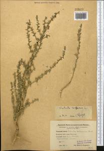 Salsola rosacea L., Middle Asia, Western Tian Shan & Karatau (M3) (Kyrgyzstan)