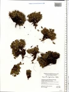 Potentilla hyparctica Malte, Eastern Europe, Northern region (E1) (Russia)