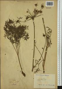 Apiaceae, Western Europe (EUR) (Not classified)