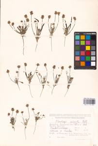 Plantago minuta Pall., Middle Asia, Caspian Ustyurt & Northern Aralia (M8) (Kazakhstan)