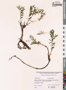 Hedysarum alpinum subsp. alpinum, Siberia, Chukotka & Kamchatka (S7) (Russia)