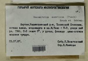 Bucklandiella sudetica (Funck) Bedn.-Ochyra & Ochyra, Bryophytes, Bryophytes - Yakutia (B19) (Russia)