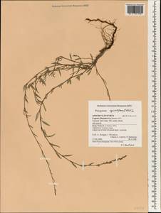 Polygonum equisetiforme Sm., South Asia, South Asia (Asia outside ex-Soviet states and Mongolia) (ASIA) (Cyprus)