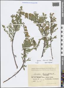 Spiraea hypericifolia L., Eastern Europe, Lower Volga region (E9) (Russia)