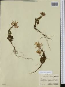 Cota tinctoria subsp. sancti-johannis (Stoj. et al.) Oberpr. & Greuter, Western Europe (EUR) (Bulgaria)