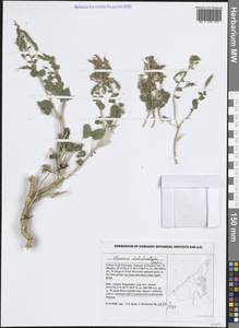 Rorida quinquenervia (DC.) Thulin & Roalson, South Asia, South Asia (Asia outside ex-Soviet states and Mongolia) (ASIA) (United Arab Emirates)