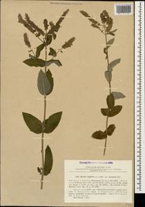 Mentha longifolia (L.) L., Caucasus, Abkhazia (K4a) (Abkhazia)
