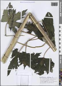 Delphinium elatum L., Siberia, Baikal & Transbaikal region (S4) (Russia)