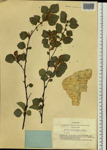 Betula microphylla Bunge, Siberia, Altai & Sayany Mountains (S2) (Russia)