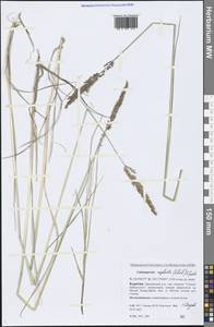 Achnatherum calamagrostis (L.) P.Beauv., Siberia, Baikal & Transbaikal region (S4) (Russia)