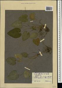 Viola alba × odorata, Crimea (KRYM) (Russia)
