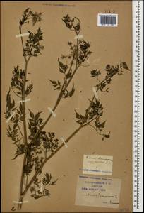 Aethusa cynapium L., Caucasus, Krasnodar Krai & Adygea (K1a) (Russia)