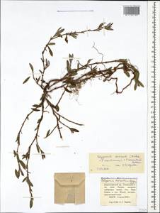 Polygonum mesembricum Chrtek, Caucasus, Krasnodar Krai & Adygea (K1a) (Russia)