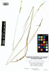 Leymus ramosus (K.Richt.) Tzvelev, Siberia, Baikal & Transbaikal region (S4) (Russia)
