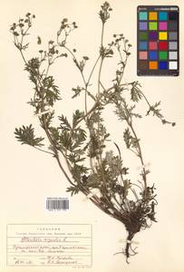 Potentilla argentea L., Siberia, Russian Far East (S6) (Russia)