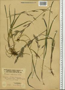 Bromus pumpellianus Scribn., Eastern Europe, Northern region (E1) (Russia)