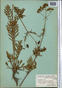 Patrinia intermedia (Hornem.) Roem. & Schult., Middle Asia, Northern & Central Tian Shan (M4) (Kazakhstan)