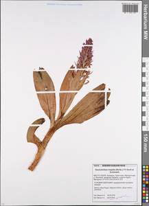 Dactylorhiza majalis (Rchb.) P.F.Hunt & Summerh., Eastern Europe, Belarus (E3a) (Belarus)