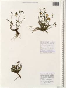 Campanula sibirica subsp. hohenackeri (Fisch. & C.A.Mey.) Damboldt, Caucasus, Stavropol Krai, Karachay-Cherkessia & Kabardino-Balkaria (K1b) (Russia)