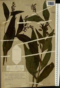Symphytum officinale L., Eastern Europe, Middle Volga region (E8) (Russia)