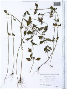 Mosla dianthera (Buch.-Ham. ex Roxb.) Maxim., Siberia, Russian Far East (S6) (Russia)