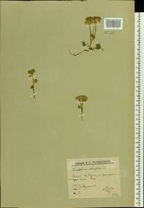 Chrysosplenium alternifolium L., Eastern Europe, Northern region (E1) (Russia)