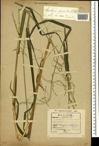 Lolium giganteum (L.) Darbysh., Caucasus, Georgia (K4) (Georgia)
