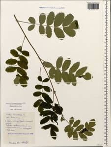 Cormus domestica (L.) Spach, Caucasus, Black Sea Shore (from Novorossiysk to Adler) (K3) (Russia)