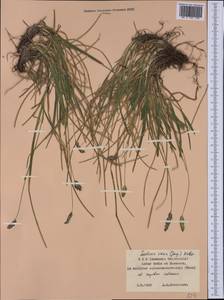 Sesleria caerulea (L.) Ard., Western Europe (EUR) (Germany)