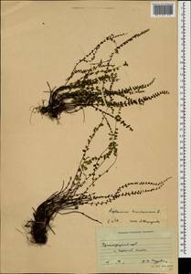 Asplenium trichomanes, Caucasus, Krasnodar Krai & Adygea (K1a) (Russia)