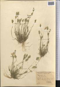 Schismus arabicus Nees, Middle Asia, Kopet Dag, Badkhyz, Small & Great Balkhan (M1) (Turkmenistan)