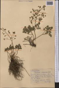 Thalictrum isopyroides C. A. Mey., Middle Asia, Western Tian Shan & Karatau (M3) (Kazakhstan)