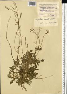 Diplotaxis muralis (L.) DC., Eastern Europe, Central forest-and-steppe region (E6) (Russia)