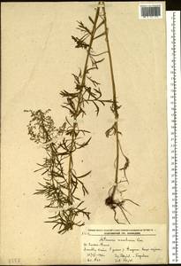 Artemisia mandschurica (Kom.) Kom., Siberia, Russian Far East (S6) (Russia)