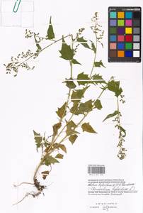 Chenopodiastrum hybridum (L.) S. Fuentes, Uotila & Borsch, Eastern Europe, Moscow region (E4a) (Russia)