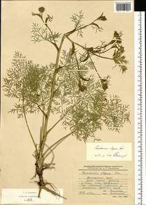 Kitagawia komarovii Pimenov, Siberia, Russian Far East (S6) (Russia)