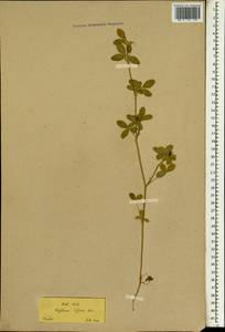 Trifolium diffusum Ehrh., South Asia, South Asia (Asia outside ex-Soviet states and Mongolia) (ASIA) (Turkey)