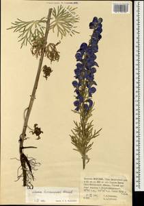 Aconitum turczaninowii Vorosch., Mongolia (MONG) (Mongolia)