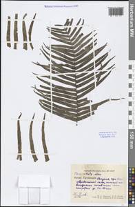 Pteris vittata L., South Asia, South Asia (Asia outside ex-Soviet states and Mongolia) (ASIA) (China)