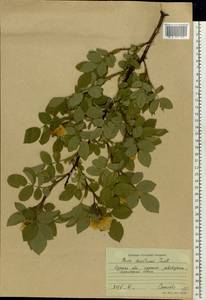Rosa corymbifera Borkh., Eastern Europe, Central forest-and-steppe region (E6) (Russia)