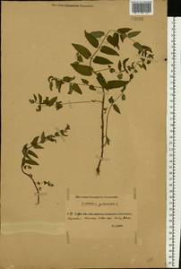 Scutellaria galericulata L., Eastern Europe, South Ukrainian region (E12) (Ukraine)