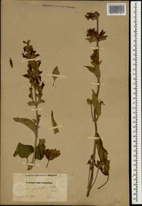 Salvia tomentosa Mill., South Asia, South Asia (Asia outside ex-Soviet states and Mongolia) (ASIA) (Cyprus)