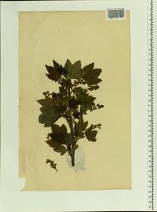 Ribes rubrum L., Eastern Europe, Estonia (E2c) (Estonia)