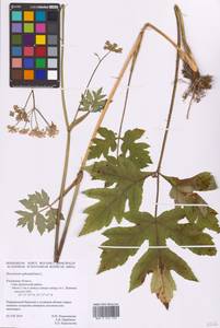 Heracleum sphondylium L., Eastern Europe, Central region (E4) (Russia)