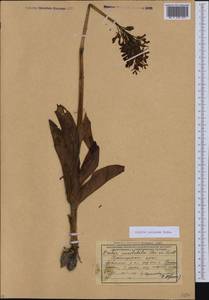 Orchis purpurea Huds., Caucasus, Krasnodar Krai & Adygea (K1a) (Russia)